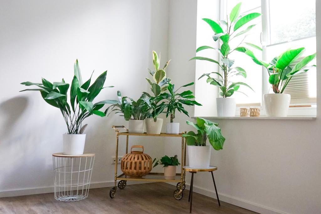 Das Gewächshaus Coachingraum in Düsseldorf Jana Tasche